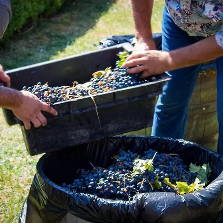 Todoroff Wine 5* Brestovica (Rodopi)